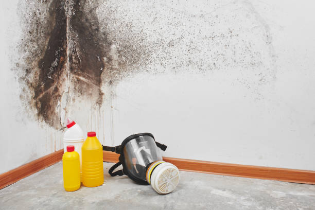 Best Mold Removal and Inspection  in Albertson, NY