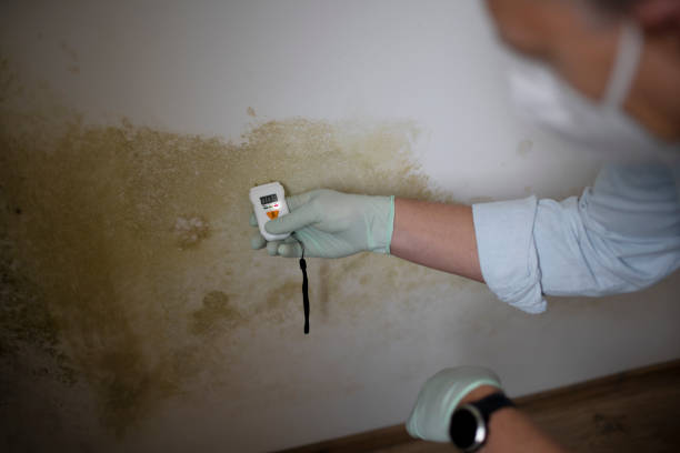 Best Residential Mold Removal  in Albertson, NY