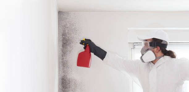 Professional Mold Removal in Albertson, NY