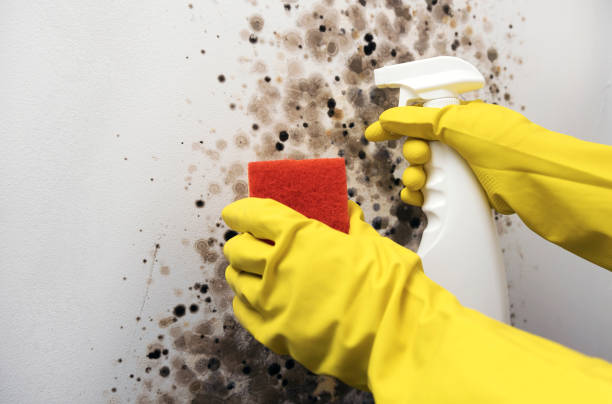 Mold Removal Process in Albertson, NY